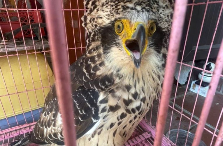 Người dân giao nộp cá thể Diều hoa quý hiếm có tên trong danh sách đỏ cho Công an xã Đông Hưng