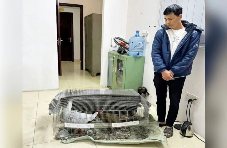 Vụ án gà lôi trắng: 13 con gà đang ở đâu?