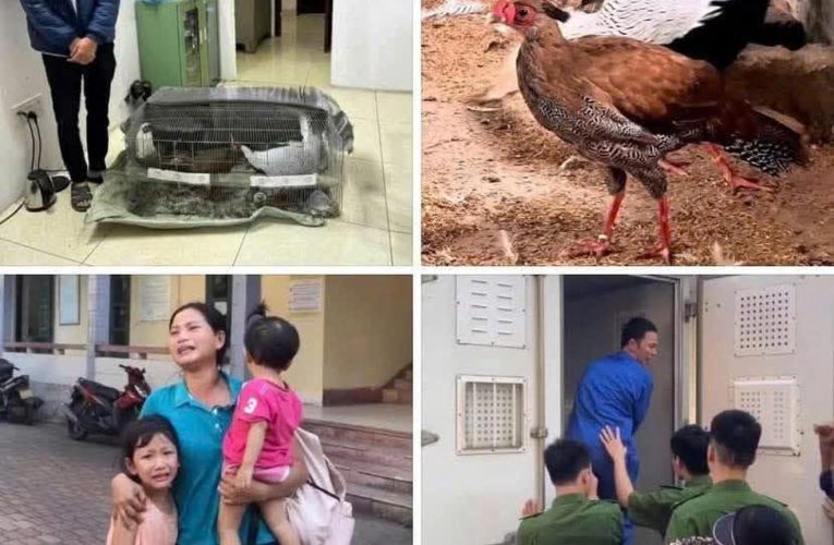 Ngày mai, TAND tỉnh Hưng Yên xử phúc thẩm vụ gà lôi trắng. Hy vọng một bản án thấu tình đạt lý