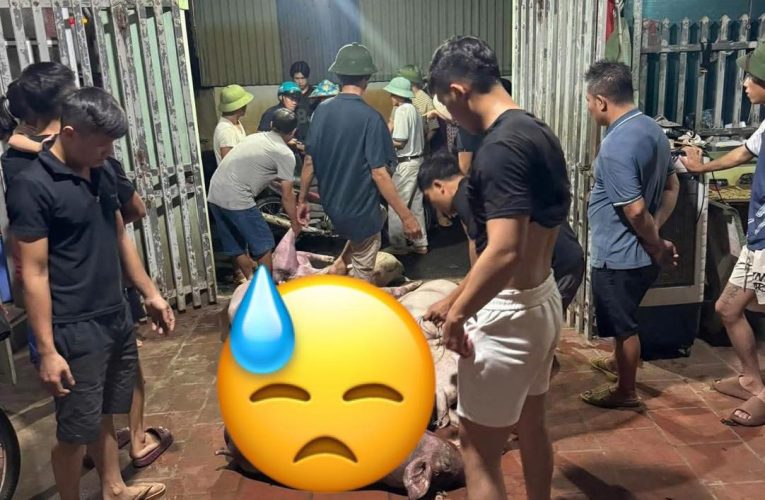 video tại trang trại