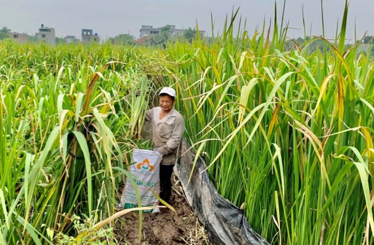 Thành phố Hưng Yên vào vụ thu hoạch củ niễng