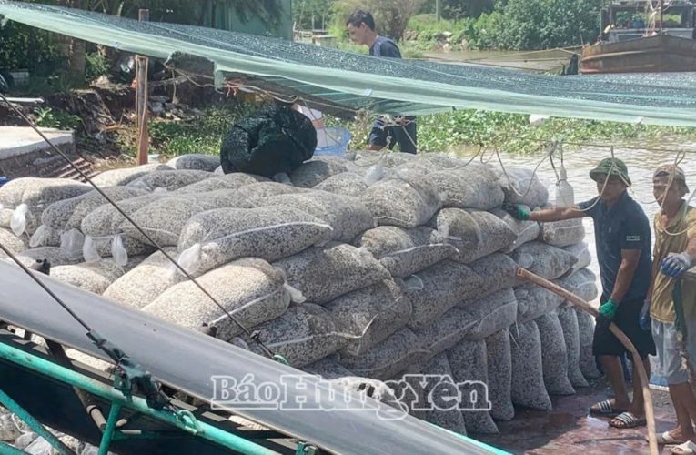 Nuôi con gì nằm im lìm dưới cát mặn, dân nơi này ở Thái Bình “bế” về tiền tỷ?