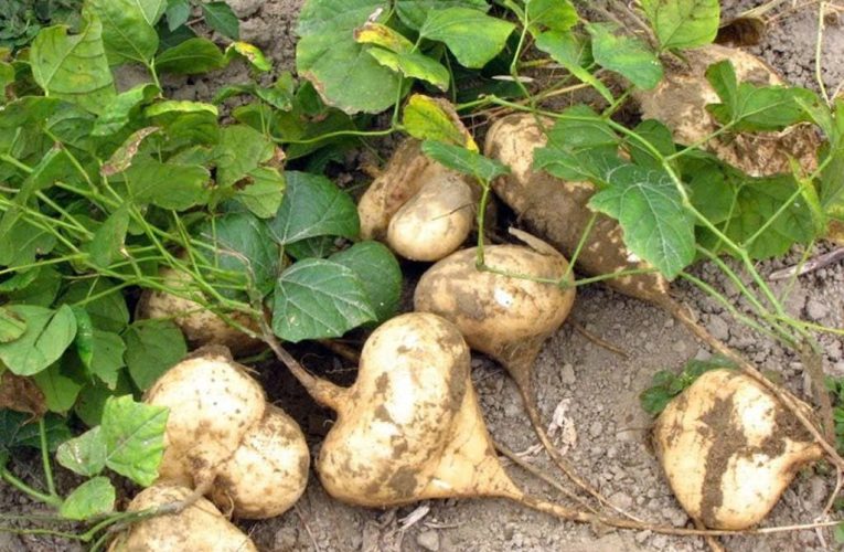 Ăn hạt cây củ đậu, gia đình 6 người ở Ninh Bình phải nhập viện cấp cứu