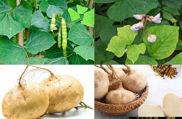 Vụ ngộ độc hạt củ đậu ở Ninh Bình: 3 ca nặng nhất đang được theo dõi ra sao?