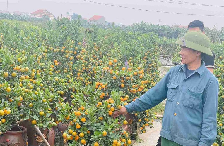 Quất cảnh Hưng Yên được mùa, người trồng phấn khởi vụ Tết