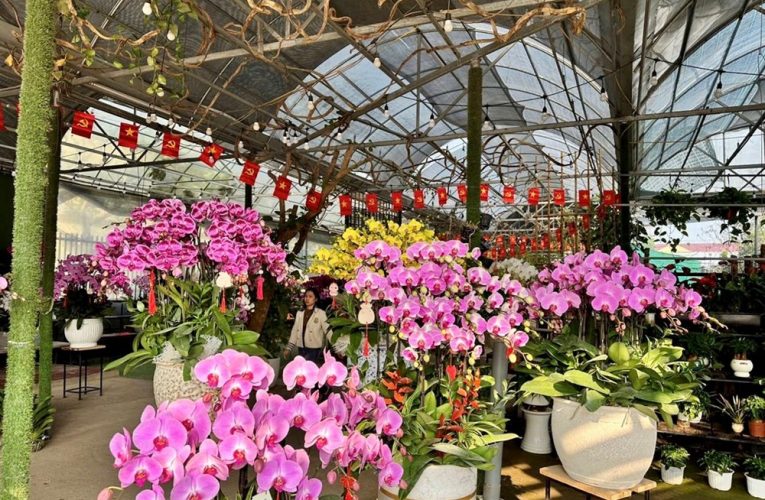 Ninh Bình: Có 31 địa điểm tổ chức Chợ hoa Xuân Tết Bính Ngọ 2026