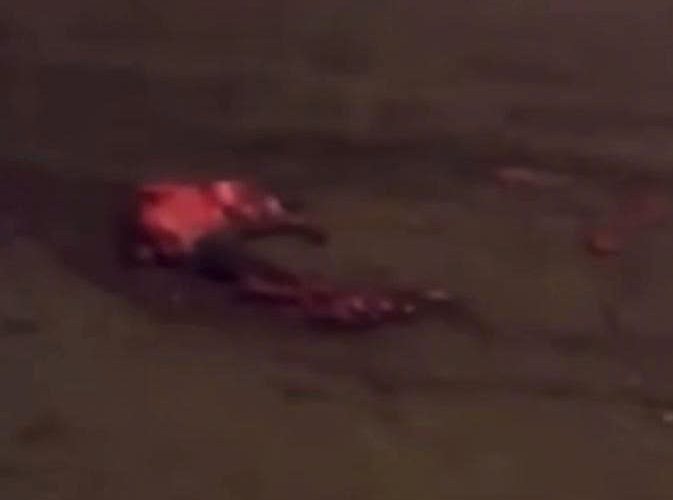 VIDEO HIỆN TRƯỜNG