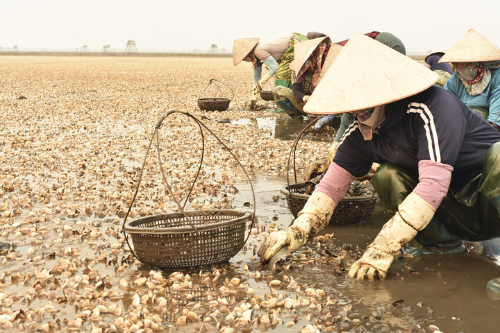 Ngao ch-ết tới 90% sát ngày thu hoạch, ngư dân Hưng Yên mất trắng tiền tỷ