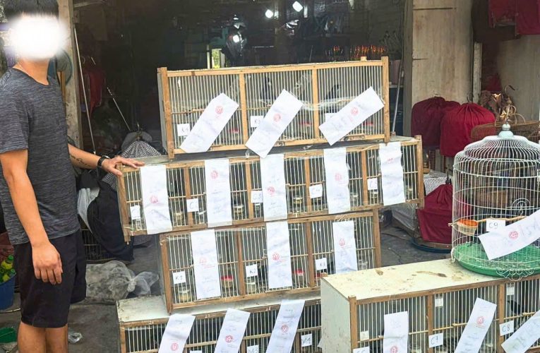 CHIM TRONG LỒNG, CHỦ HẦU TÒA